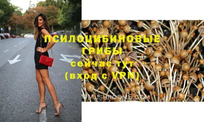 закладки  Балей  блэк спрут зеркало  Галлюциногенные грибы Psilocybe 